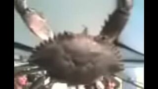 the most magnificent video in the world, a siri making pa